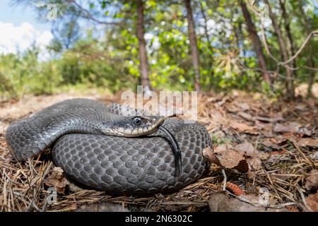 Serpent hognose gravid de l'est du Massachusetts Banque D'Images