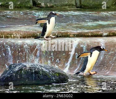 Pingouins Gentoo au zoo d'Édimbourg Banque D'Images