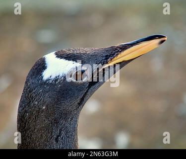 Vue rapprochée du manchot Gentoo au zoo d'Édimbourg Banque D'Images