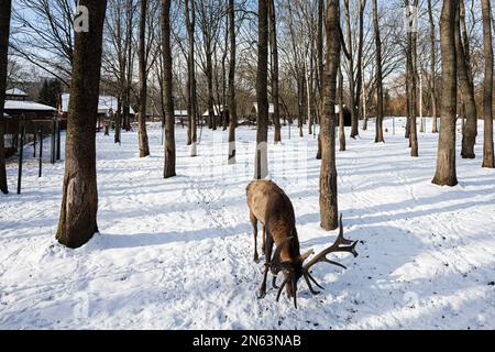 Renne dans le zoo lors d'une journée hivernale ensoleillée dans le parc. Banque D'Images