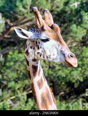 Girafe genre Giraffe tête de vue Banque D'Images