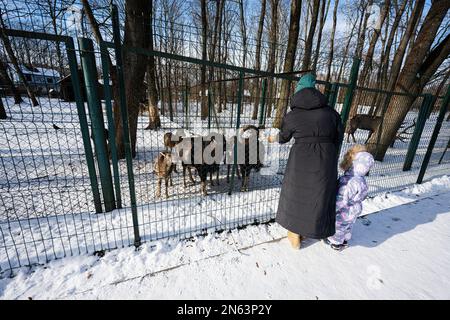 Mère et enfant lors d'une journée d'hiver ensoleillée dans le parc nourrissant des chèvres dans le zoo. Banque D'Images