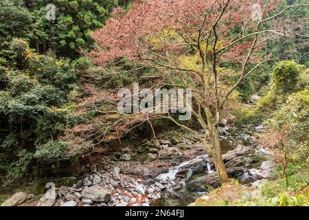 Rivière Fujikawadani dans le feuillage d'automne, île de Shikoku, Japon Banque D'Images