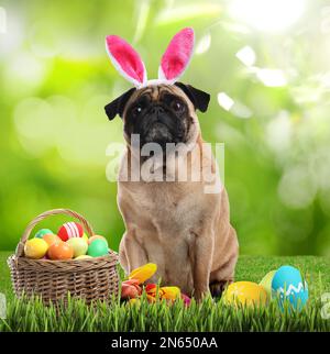 Œufs de Pâques colorés et chien mignon avec oreilles de lapin serre-tête en plein air Banque D'Images