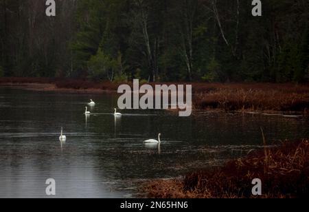 Pluie tombant sur des cygnes trompettes dans le nord du Wisconsin. Banque D'Images