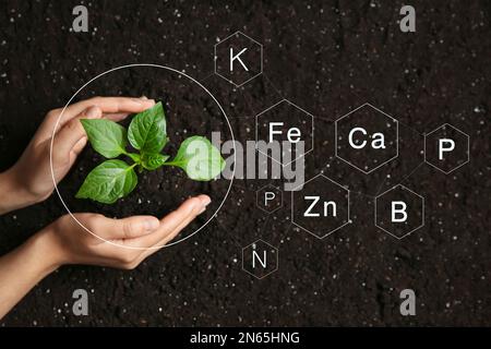 Engrais minéral. Femme prenant soin de jeunes plantules dans le sol, vue de dessus Banque D'Images