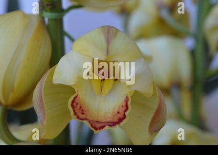 Un bouquet de Cymbidium jaune ou d'Orchid de bateau Banque D'Images