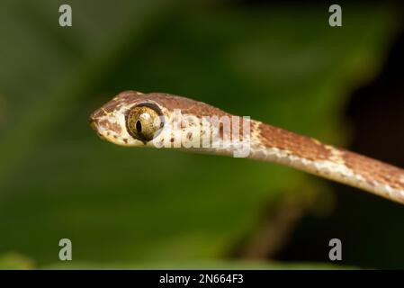 Serpent de vigne à tête plate (Imantodes cenchoa), Orellana, Équateur Banque D'Images