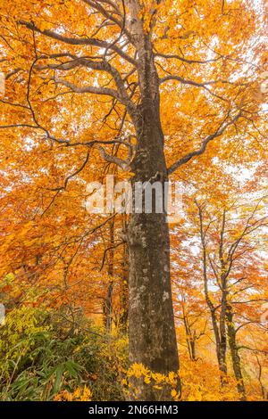 Forêt de hêtre aux couleurs d'automne, feuilles d'automne, Misatocho (ville de Misato), Akita, Tohoku, Japon, Asie de l'est, Asie Banque D'Images