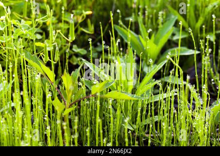 Rosée du matin, herbe, jardin, champ, ville de Yokote, Akita, Tohoku, Japon, Asie de l'est, Asie Banque D'Images