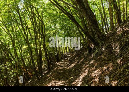Sentier dans la forêt indigène des montagnes Chichibu, itinéraire Mitsmine pour le plus haut Mt de Tokyo. Kumotori, ville de Chichibu, province de Saitama, Japon, Asie de l'est, Asie Banque D'Images