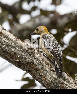 Un pic Hoffman sur un membre d'arbre à Tarcoles au Costa Rica Banque D'Images