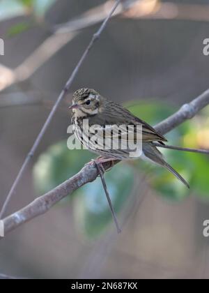 Photo verticale de Pipit à dos d'olivier (Anthus hodgsoni), perché sur une branche d'arbre, San Tin, nouveaux Territoires, Hong Kong 28 janvier 2023 Banque D'Images