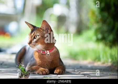 Magnifique chat Abyssinien dans un collier, portrait en gros plan, couché avec élégance sur une promenade de rue Banque D'Images