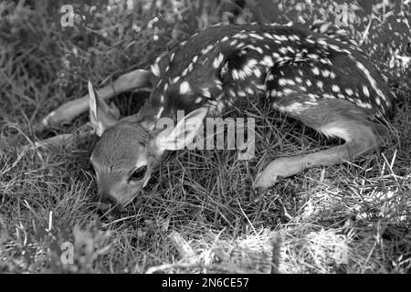 Concept animaux de la nature. Bébé chevreuil caperole. Nouveau-né Deers bambi et animaux sauvages de printemps concept. Fauve au repos. Banque D'Images