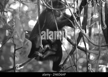 Une femelle adulte de macaque à craché noir de Sulawesi (Macaca nigra) porte un nourrisson car elle s'occupe de cueillir des fruits de liana dans la réserve naturelle de Tangkoko, dans le nord de Sulawesi, en Indonésie. Depuis au moins 1997, les scientifiques examinent les impacts possibles du changement climatique sur les primates du monde, avec des résultats qu'il modifie de façon ostensio-active leurs comportements, activités, cycles de reproduction et disponibilité alimentaire. En moyenne, les groupes de macaques noirs à crête de Sulawesi passent 59 % de leur temps à se déplacer et à « chercher et consommer de la nourriture ». Banque D'Images