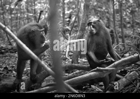Deux individus de la macaque à crête noire de Sulawesi (Macaca nigra) montrent une expression faciale et un geste vers l'un l'autre dans la réserve naturelle de Tangkoko, au nord de Sulawesi, en Indonésie. Banque D'Images