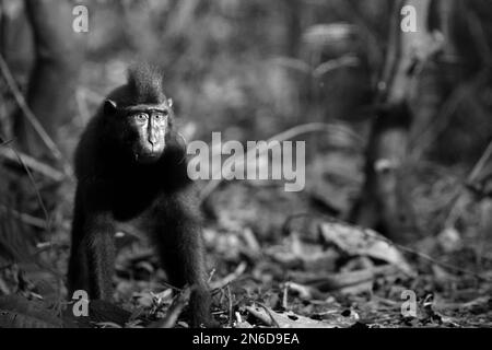 Portrait environnemental d'un jeune macaque à cragoût noir (Macaca nigra) de Sulawesi dans la réserve naturelle de Tangkoko, au nord de Sulawesi, en Indonésie. Banque D'Images