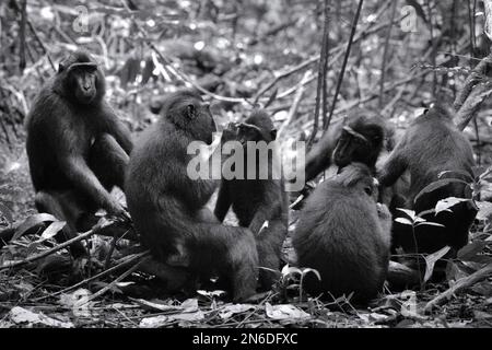 Une troupe de macaques à cragoût noir de Sulawesi (Macaca nigra) est photographiée pendant leur activité sociale dans la réserve naturelle de Tangkoko, au nord de Sulawesi, en Indonésie. Les scientifiques primates ont révélé que les réseaux de toilettage de ces macaques en danger critique sont robustes. Les relations et les activités sociales sont fortement influencées par la hiérarchie sociale et faiblement limitées par la parenté. Banque D'Images