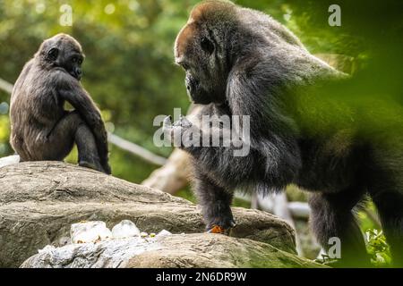 Gorilles des plaines de l'Ouest au zoo d'Atlanta à Atlanta, Géorgie. (ÉTATS-UNIS) Banque D'Images