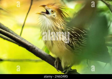 Squawking guira cuckoo (Guira guira) au zoo d'Atlanta, en Géorgie. (ÉTATS-UNIS) Banque D'Images