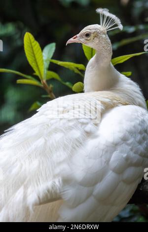 Magnifique paon indien blanc (Pavo cristatus) au zoo d'Atlanta, en Géorgie. (ÉTATS-UNIS) Banque D'Images