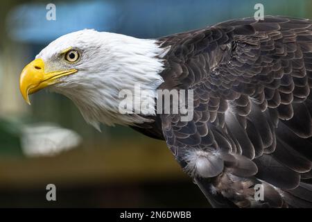 Aigle à tête blanche américain en profil. (ÉTATS-UNIS) Banque D'Images