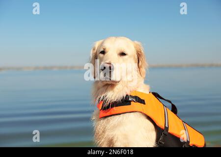 Gilet de sauvetage pour chiens près de la rivière, gros plan Banque D'Images