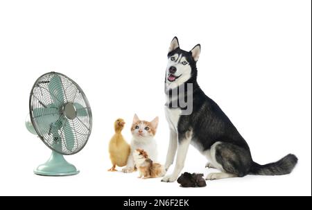 Chien mignon, chaton, cobayes et caneton près du ventilateur sur fond blanc. Chaleur estivale Banque D'Images