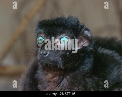 Homme noir aux yeux bleus de l'Eulemur lemur flavifrons également connu sous le nom de Sclater's Lemur Banque D'Images