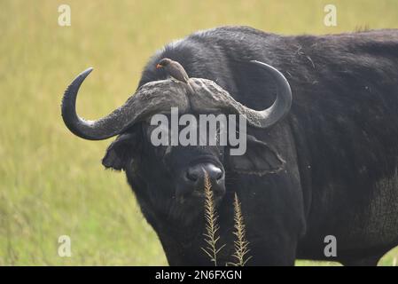 Buffles sauvages à Masai Mara avec oiseau sur le nez, kenya Banque D'Images