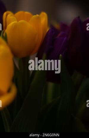 Bouquet de tulipes jaunes et violettes dans le jardin Banque D'Images