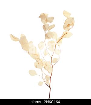 Belle branche d'eucalyptus avec des feuilles séchées sur fond blanc Banque D'Images