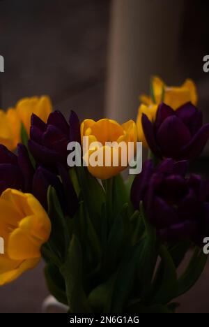 Bouquet de violettes et tulipes dans le jardin Banque D'Images