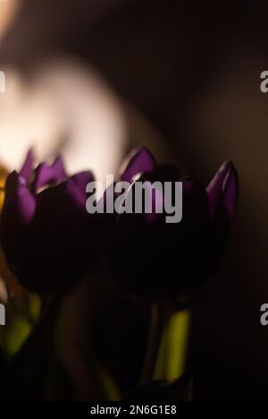 Vue sur les tulipes violettes à la lumière d'une lampe Banque D'Images