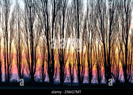 Scène d'hiver, gros plan d'une rangée de peupliers sans feuilles silhouettés sur les terres agricoles du Kent avec un ciel d'aube orange et jaune derrière. Ciel a des couches horizontales de nuage avec un peu de brume à l'horizon. Banque D'Images