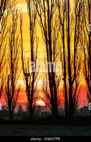 Scène d'hiver, gros plan d'une rangée de peupliers sans feuilles silhouettés sur les terres agricoles du Kent avec le lever du soleil dans un ciel orange et jaune à l'aube derrière. Ciel a des couches horizontales de nuage avec un peu de brume à l'horizon. Banque D'Images