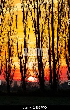 Scène d'hiver, gros plan d'une rangée de peupliers sans feuilles silhouettés sur les terres agricoles du Kent avec le lever du soleil dans un ciel orange et jaune à l'aube derrière. Ciel a des couches horizontales de nuage avec un peu de brume à l'horizon. Banque D'Images