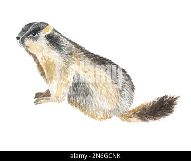 aquarelle de la marmotte peinture à la main illustration animal sur fond blanc isolé réaliste botanique Banque D'Images