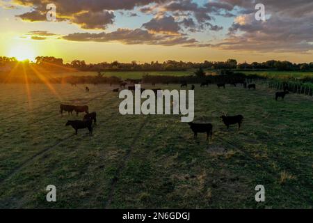 Vue aérienne, photo par drone d'un troupeau de taureaux noirs au coucher du soleil avec des nuages dramatiques dans la Camargue près de Saintes-Maries-de-la-Mer, Provence Alpes Cote Banque D'Images