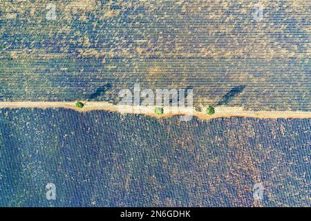 Vue aérienne, photo de drone de champs de lavande fleuris avec route de terre et trois arbres simples sur le plateau de Valensole, Brunet, Alpes-de-haute-Provence Banque D'Images
