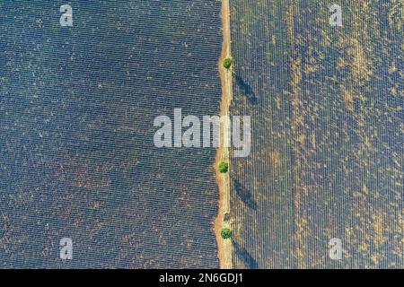 Vue aérienne, photo de drone de champs de lavande fleuris avec route de terre et trois arbres simples sur le plateau de Valensole, Brunet, Alpes-de-haute-Provence Banque D'Images