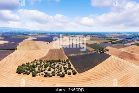 Vue aérienne, photo de drone des champs de lavande et des champs de céréales fleuris sur le plateau de Valensole, Brunet, Alpes-de-haute-Provence, France Banque D'Images