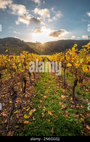 Vignobles d'automne sur la Moselle, beau lever de soleil sur un point de vue, dans la vallée se trouve Piesport, Allemagne Banque D'Images