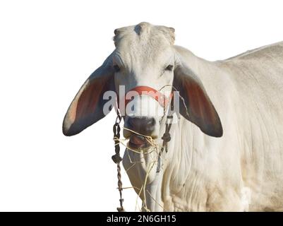 gros plan de l'herbe à mâcher de la vache Banque D'Images