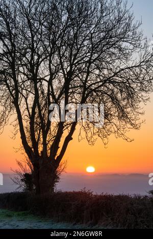 Silhouette d'arbre d'hiver au lever du soleil près de Chadlington, Cotswolds, Oxfordshire. Angleterre Banque D'Images