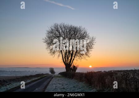 Silhouette d'arbre d'hiver au lever du soleil près de Chadlington, Cotswolds, Oxfordshire. Angleterre Banque D'Images