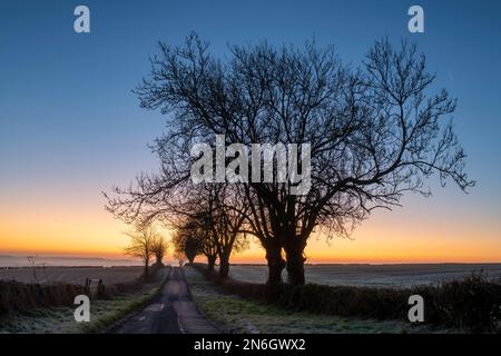 Silhouette des arbres d'hiver au lever du soleil près de Chadlington, Cotswolds, Oxfordshire. Angleterre Banque D'Images