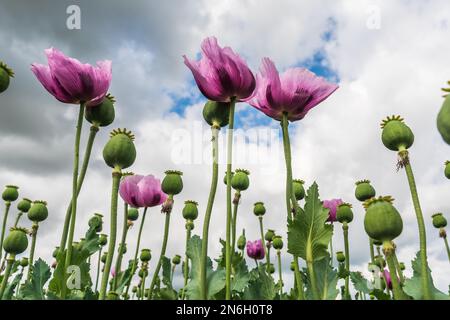 Les coquelicots à opium rose, également appelés coquelicots à graines de pain, vus d'en dessous Banque D'Images