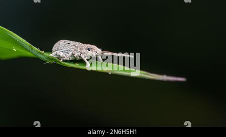 Charançon blanc du coléoptère reposant sur une feuille verte et dans le matin et le fond sombre, photo d'insecte en Thaïlande. Banque D'Images